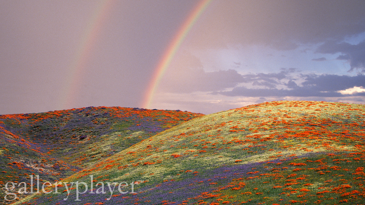 Rainbow - GalleryPlayer.jpg